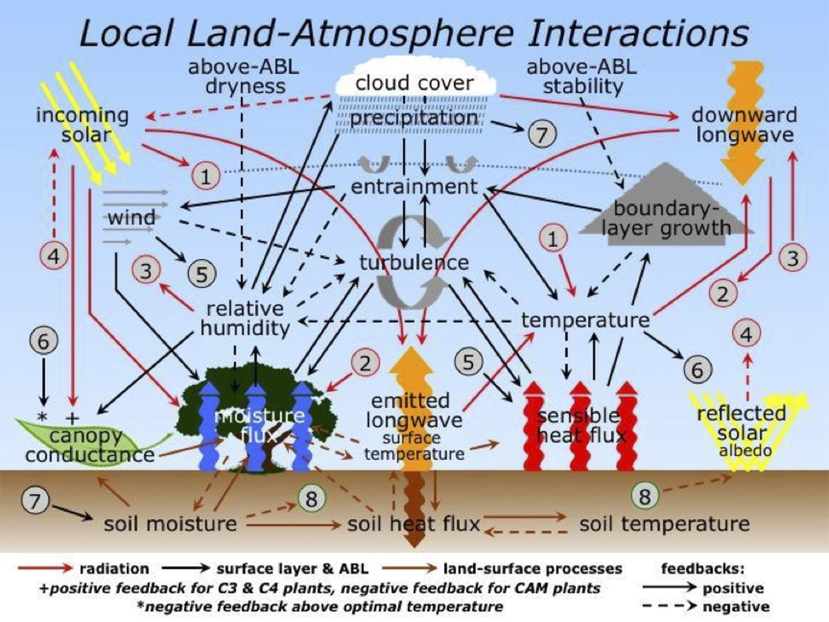 Important local land-atmosphere interactions 